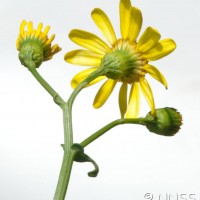 Oxford Ragwort